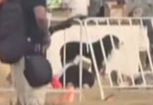 Σίδνεϊ: Ο πιστός σκύλος που έμεινε δίπλα στον νεκρό ιδιοκτήτη του την ώρα των πυροβολισμών στην παραλία Μποντάι – Συγκλονιστικό βίντεο dog 1200x630.jpg