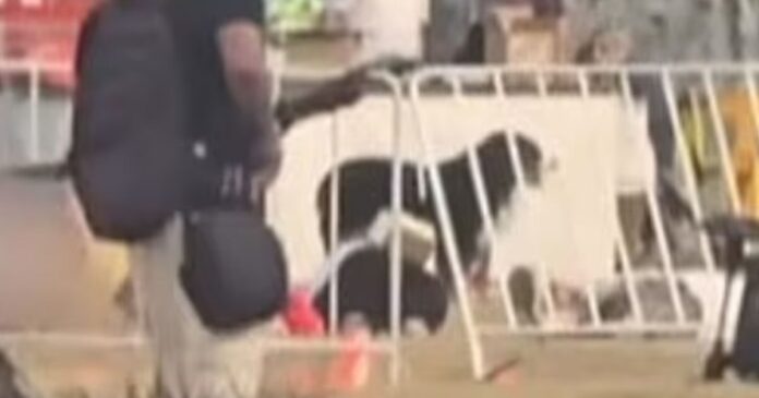 dog 1200x630.jpg dog 1200x630.jpg