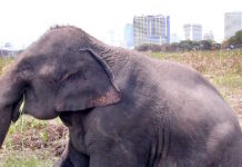 Αποτροπιασμός στη Σρι Λάνκα: Τρεις άνδρες πυροβόλησαν και έκαψαν ζωντανό ελέφαντα elefanta 2 1200x630.jpg