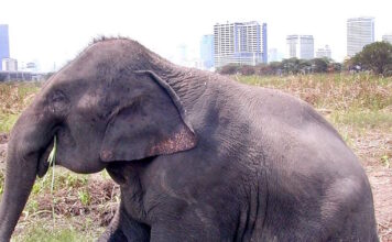 elefanta 2 1200x630.jpg