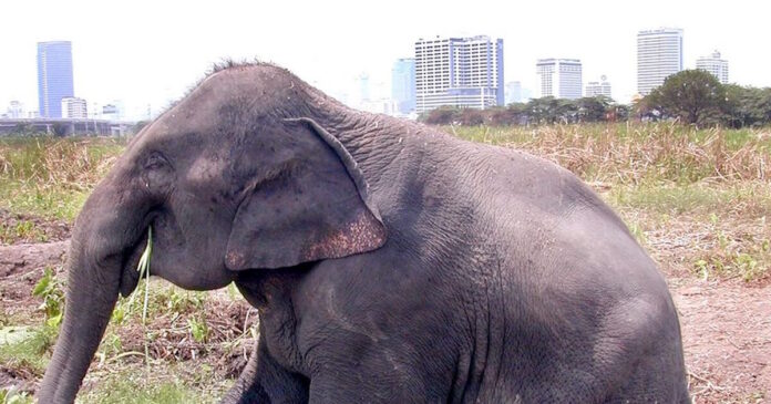 elefanta 2 1200x630.jpg elefanta 2 1200x630.jpg