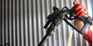 epidoma thermansis 1 3.jpg