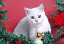 Τα λάθη που κάνουμε όλοι στις γιορτές με τα κατοικίδιά μας f9460513bb66ccc752a2cef434a82dcc L.jpg