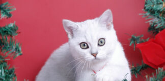 f9460513bb66ccc752a2cef434a82dcc L.jpg