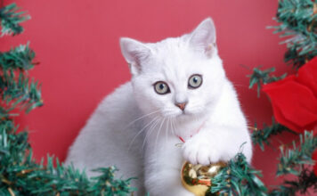 f9460513bb66ccc752a2cef434a82dcc L.jpg