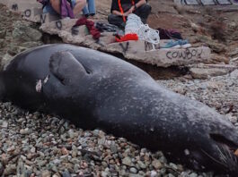 Ανάβυσσος: Πυροβόλησαν και σκότωσαν μεσογειακή φώκια στο Μαύρο Λιθάρι – Εικόνες φρίκης fokia nekri1 12122025 1200x630.jpg