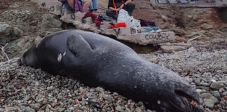 fokia nekri1 12122025 1200x630.jpg