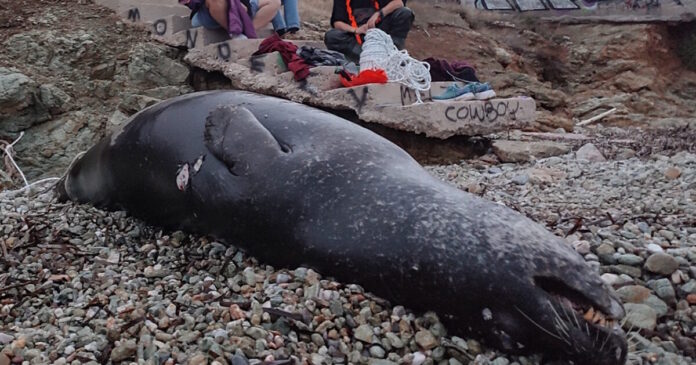 fokia nekri1 12122025 1200x630.jpg fokia nekri1 12122025 1200x630.jpg