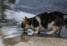 Φρίκη στην Ηλιούπολη: «Serial killer» ζώων πέταξε αποκεφαλισμένο γατάκι σε νηπιαγωγείο gata 1 1200x630.jpg