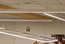 Ηράκλειο: Γεράκι εγκλωβίστηκε σε σούπερ μάρκετ – Είχε «αράξει» σε φωτιστικό geraki3 1200x630.jpg