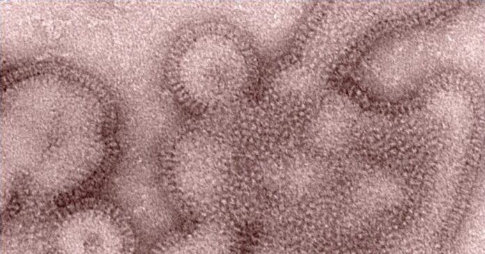 h3n2 1200x630.jpg