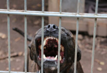 Ζάκυνθος: Νεκρό 2 ετών παιδί μετά από επίθεση σκύλου istock 1442696192 1200x630.jpg