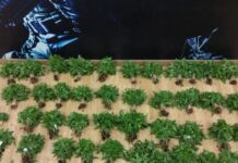 Ιταλία: Συνελήφθησαν 384 άτομα για διακίνηση ναρκωτικών – Κατασχέθηκαν 1,4 τόνοι σε μεγάλης κλίμακας επιχείρηση σε 3 πόλεις kannavi 1 1200x630.jpg