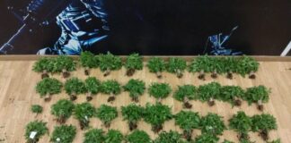 kannavi 1 1200x630.jpg