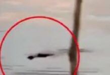 Ινδονησία: 10χρονος βρήκε φρικτό θάνατο όταν τον άρπαξε κροκόδειλος ενώ κολυμπούσε με φίλους του krokodeilos 1 1200x630.jpg