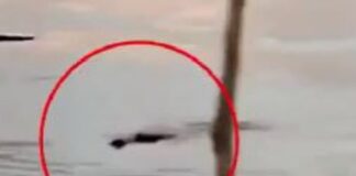 krokodeilos 1 1200x630.jpg