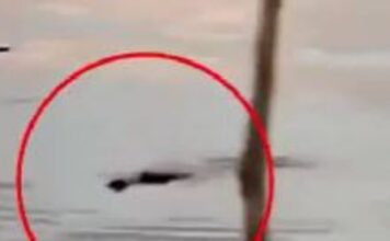 krokodeilos 1 1200x630.jpg