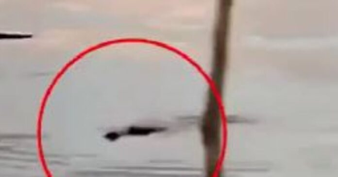 krokodeilos 1 1200x630.jpg