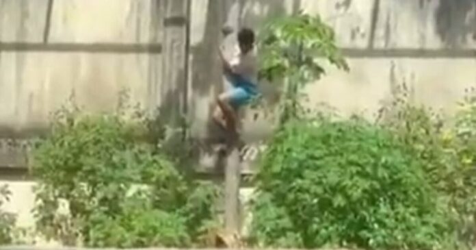 liontari vrazilia 1 1200x630.jpg