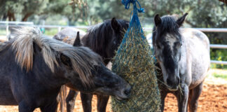 lpr51478 1200x630.jpg