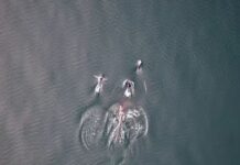 Όρκα και δελφίνια κυνηγούν παρέα σολομό και μοιράζονται το γεύμα orca 1200x630.jpg