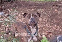 Ζάκυνθος: Τα τελευταία δευτερόλεπτα του 2χρονου πριν ξεψυχήσει από την επίθεση του μανιασμένου πίτμπουλ paidi skilos zakinthos 1200x630.jpg