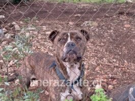 Ανησυχία μετά την τραγωδία με το πίτμπουλ που κατασπάραξε 2χρονο στη Ζάκυνθο – Πάνω από 2500 επιθέσεις σκύλων σε έναν χρόνο paidi skilos zakinthos 1200x630.jpg