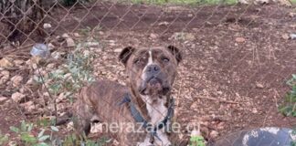 paidi skilos zakinthos 1200x630.jpg