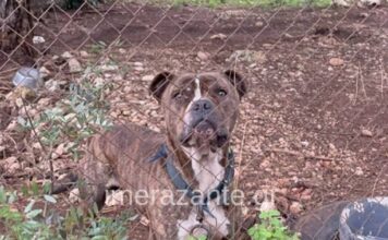 paidi skilos zakinthos 1200x630.jpg