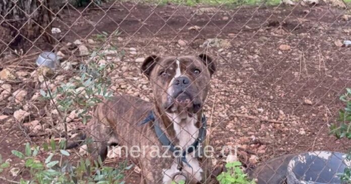 paidi skilos zakinthos 1200x630.jpg paidi skilos zakinthos 1200x630.jpg