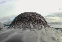 pigouinoi 1200x630.jpg