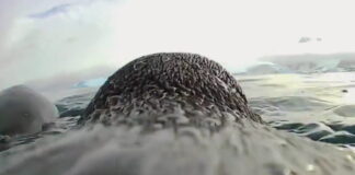 pigouinoi 1200x630.jpg