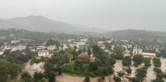 platanos xorio 1200x630.jpg