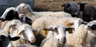 provata 1200x630.jpg