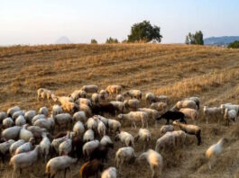 provata1 1 1200x630.jpg