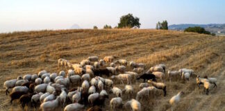 provata1 1 1200x630.jpg