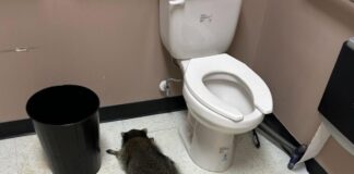 rakoun 1 1200x630.jpg