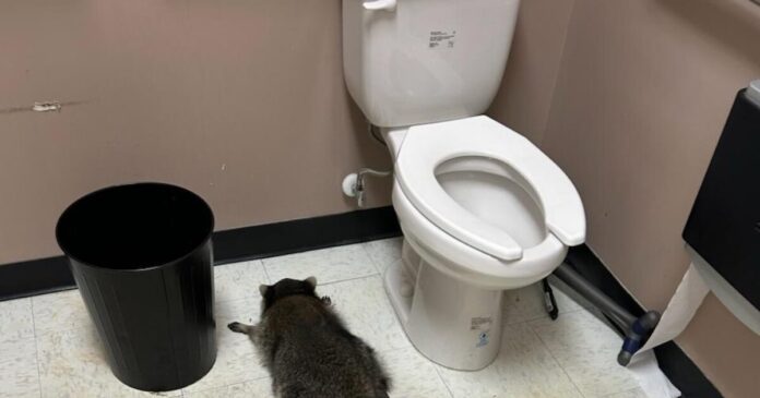 rakoun 1 1200x630.jpg