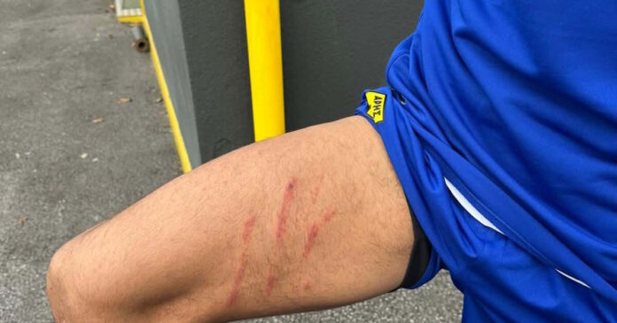 skaria aris rose 1200x630.jpg