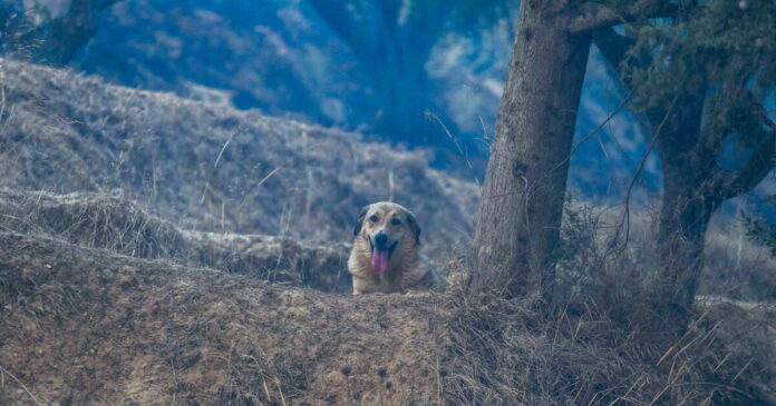 skili 1200x630.jpg skili 1200x630.jpg