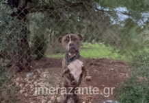 Ζάκυνθος: Συνελήφθησαν οι γονείς του 2χρονου αγοριού που πέθανε μετά από επίθεση σκύλου – «Μου έφαγε το παιδί μου» είπε συντετριμμένος ο πατέρας zakinthos2 1200x630.jpg