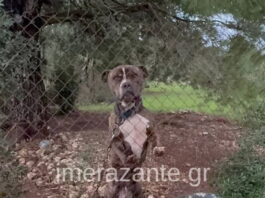 zakinthos2 1200x630.jpg