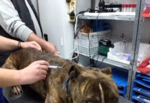 Ζάκυνθος: «Δεν μπορεί να εξημερωθεί» λέει η φιλοζωική για το πίτμπουλ που κατασπάραξε τον 2χρονο zakynthos pitbull 11122025 1200x630.jpg