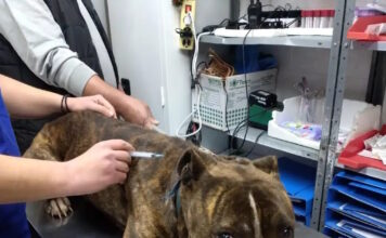 zakynthos pitbull 11122025 1200x630.jpg