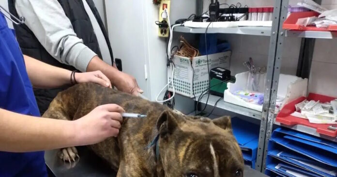 zakynthos pitbull 11122025 1200x630.jpg zakynthos pitbull 11122025 1200x630.jpg