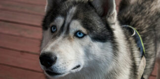 0fb7110e960ac11f78a00bee403b8f0c L.jpg