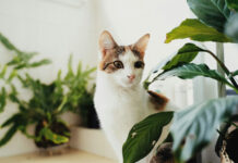 167fa84d75109b3e91434b2a62656d6e L.jpg