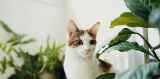 167fa84d75109b3e91434b2a62656d6e L.jpg