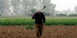 1768235921 agrotes 1.jpg