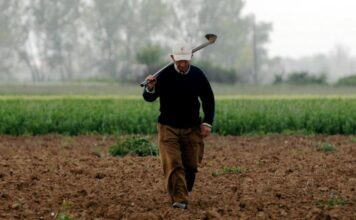 1768235921 agrotes 1.jpg